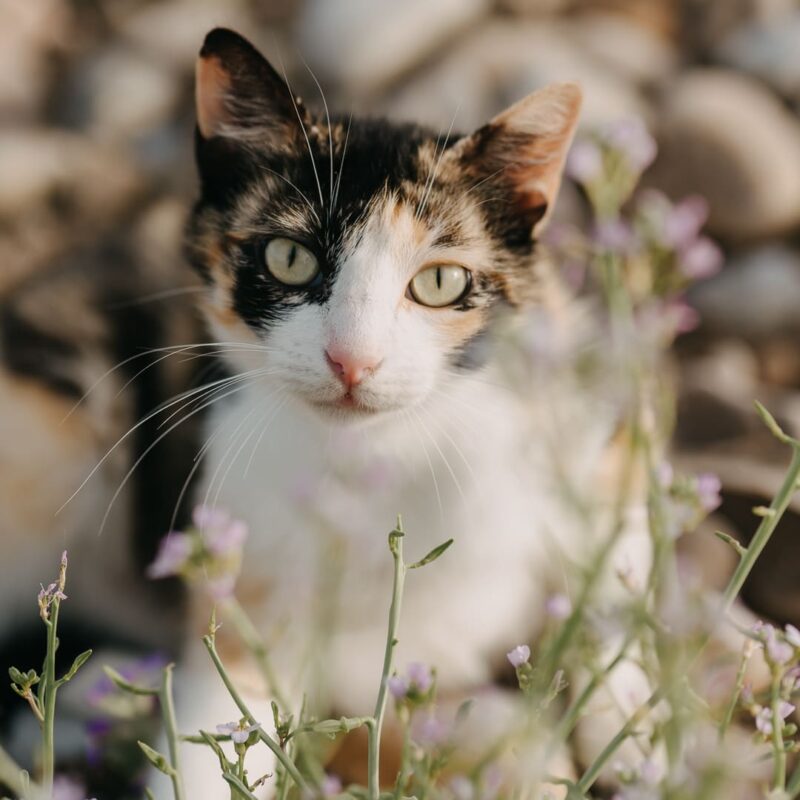 Seaside villas in Finale di Pollina | Natoli Beach House and Villas